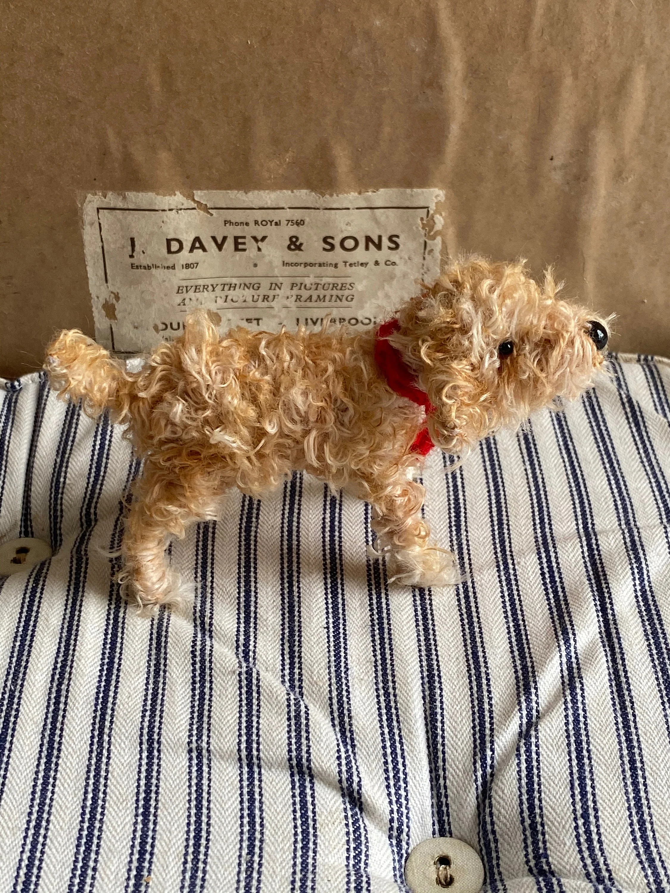 Apricot cockapoo, Apricot Cavachon, Apricot Labradoodle - Image 3