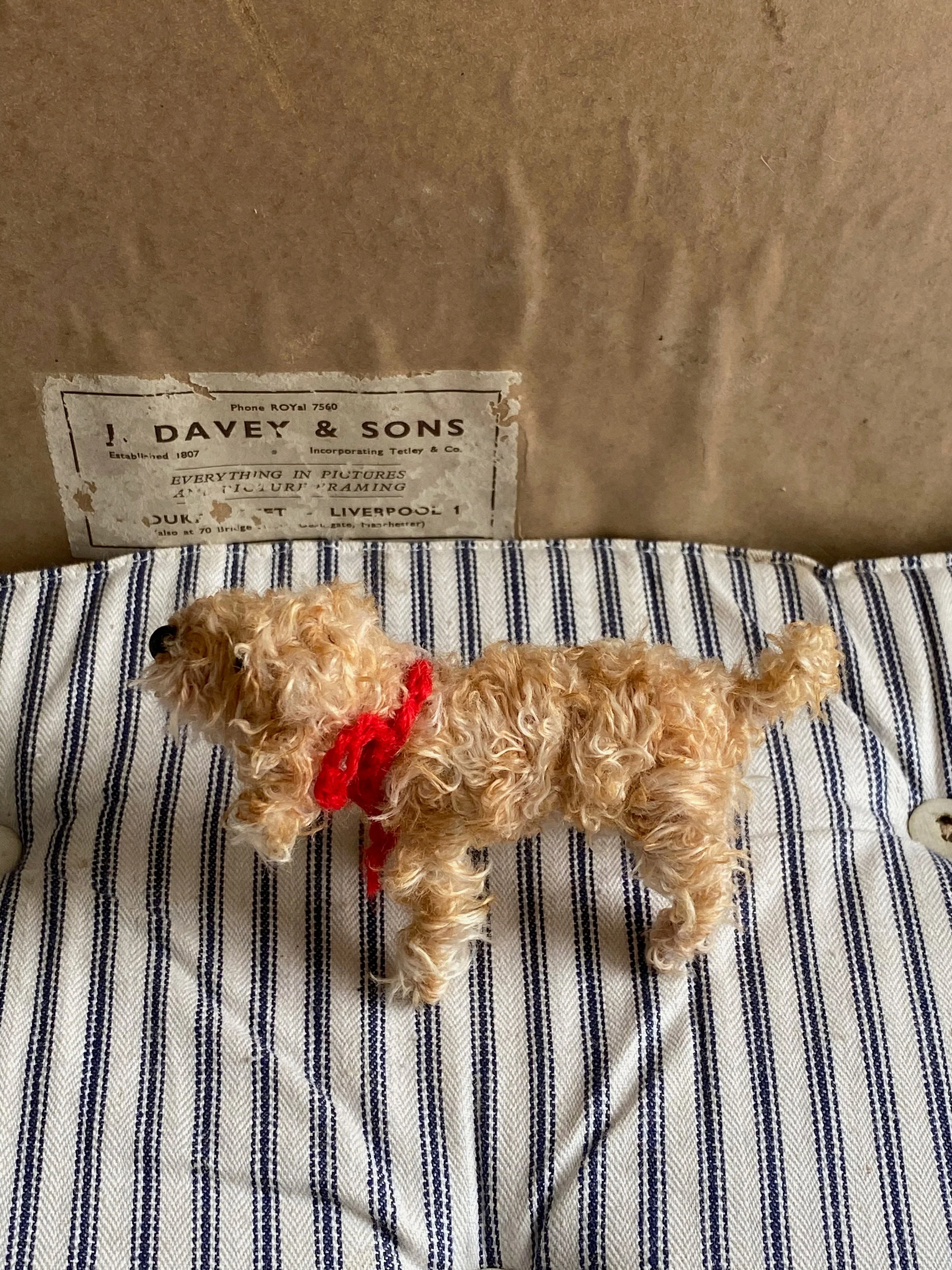Apricot cockapoo, Apricot Cavachon, Apricot Labradoodle - Image 5