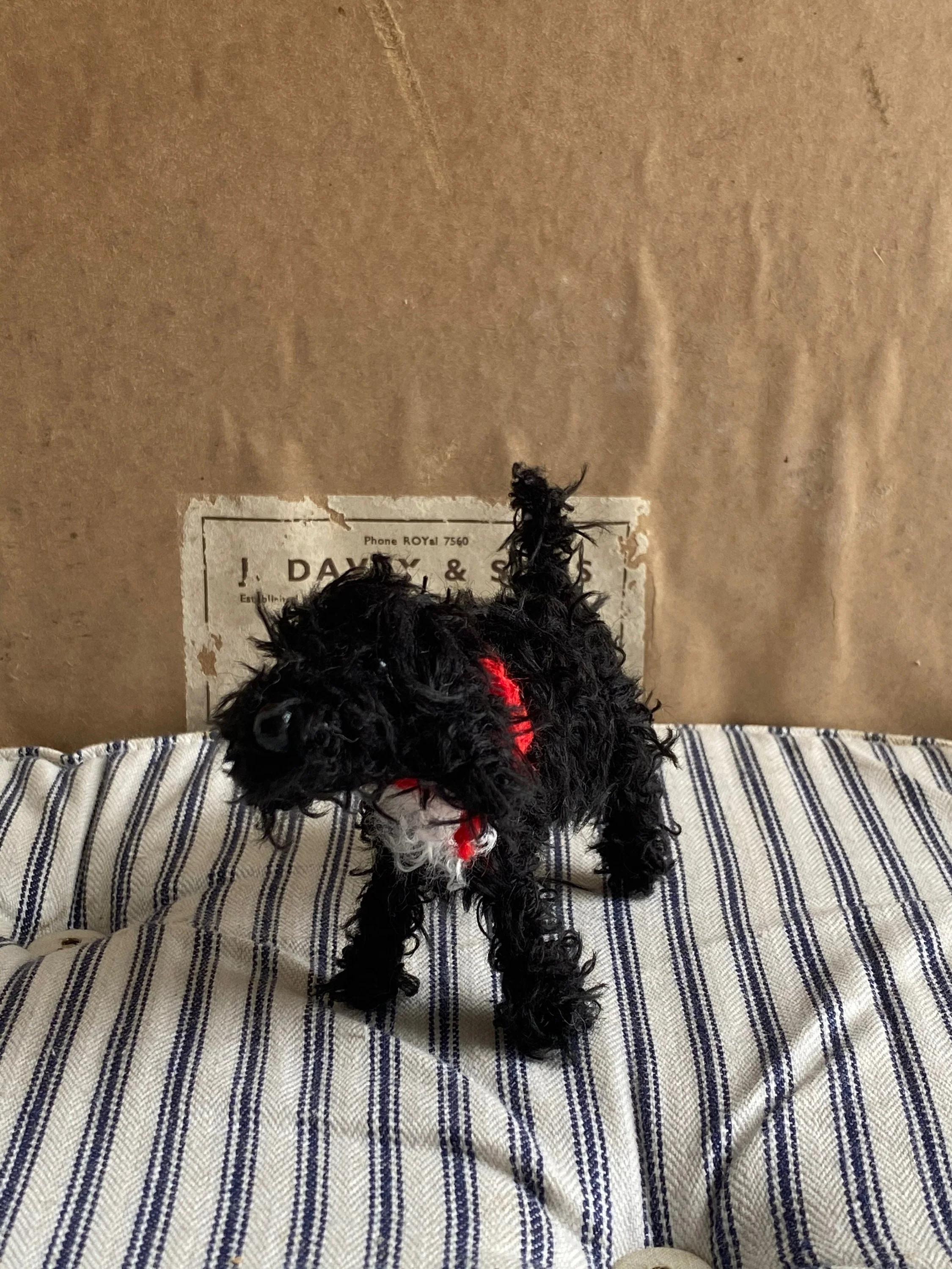 Black and white/Tuxedo Labradoodle, Cockapoo, Cavapoo, Cavachon - Image 4