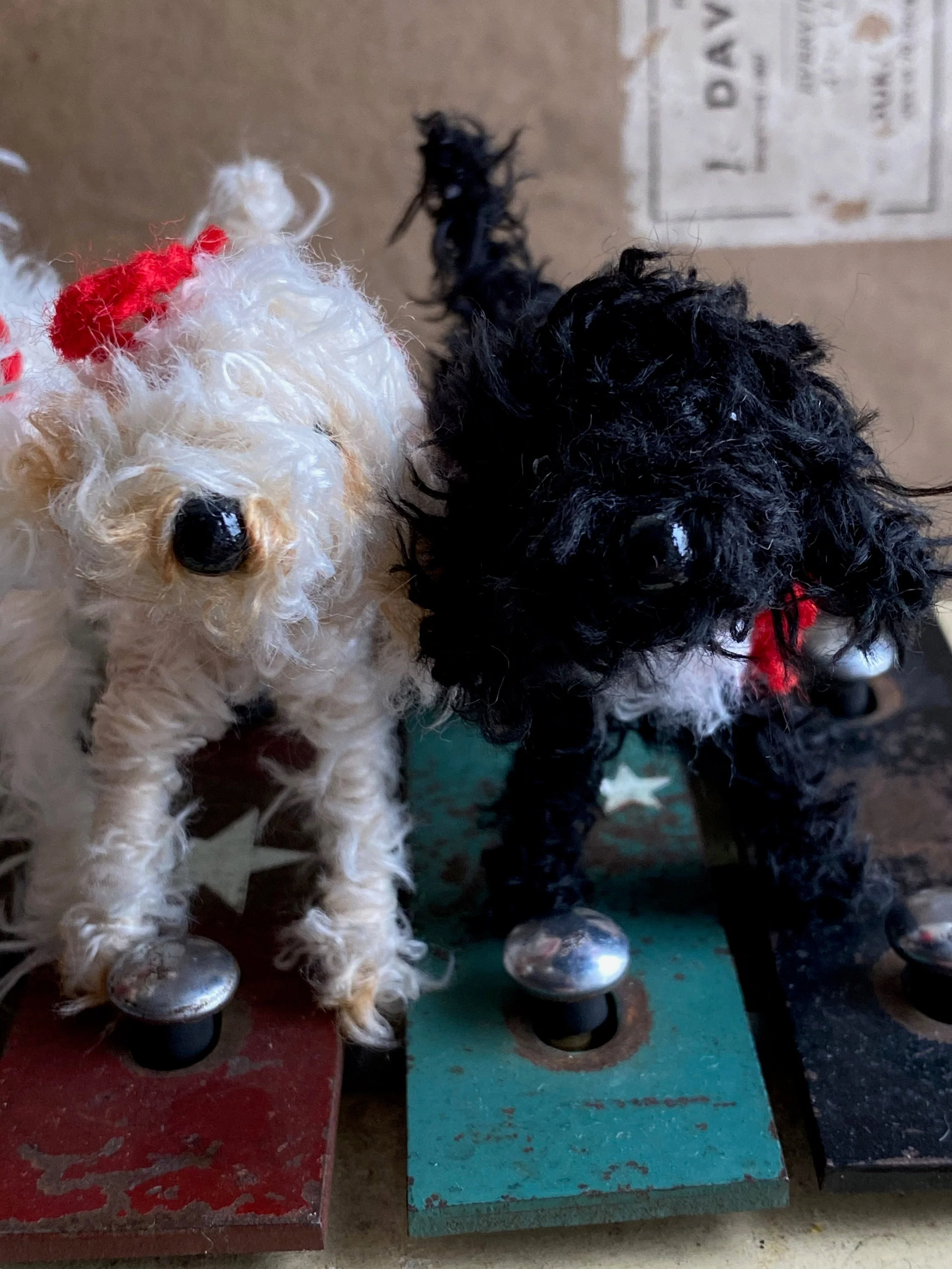 Black and white/Tuxedo Labradoodle, Cockapoo, Cavapoo, Cavachon - Image 6