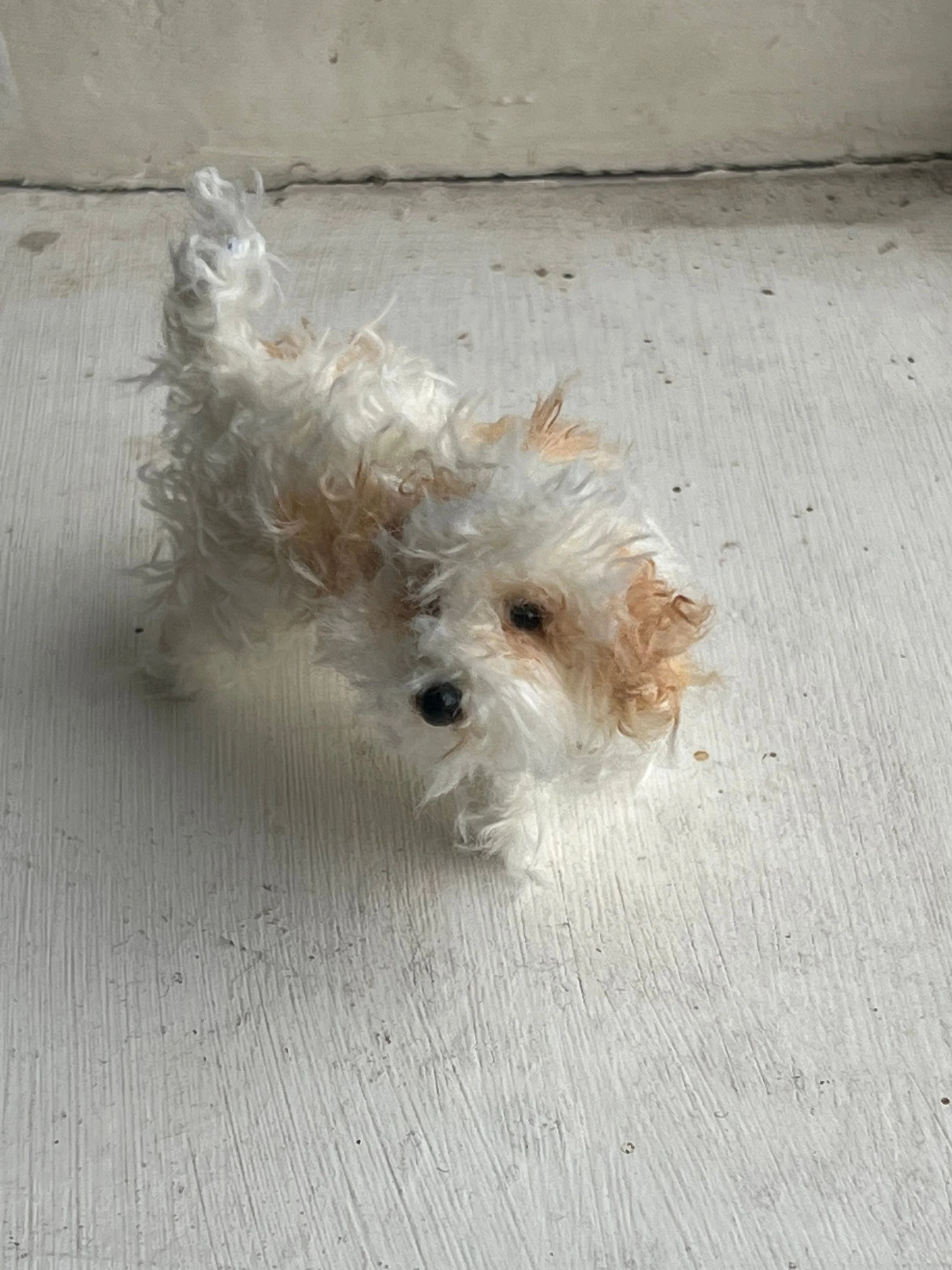 Cavachon decoration/miniature/ornament - Image 3