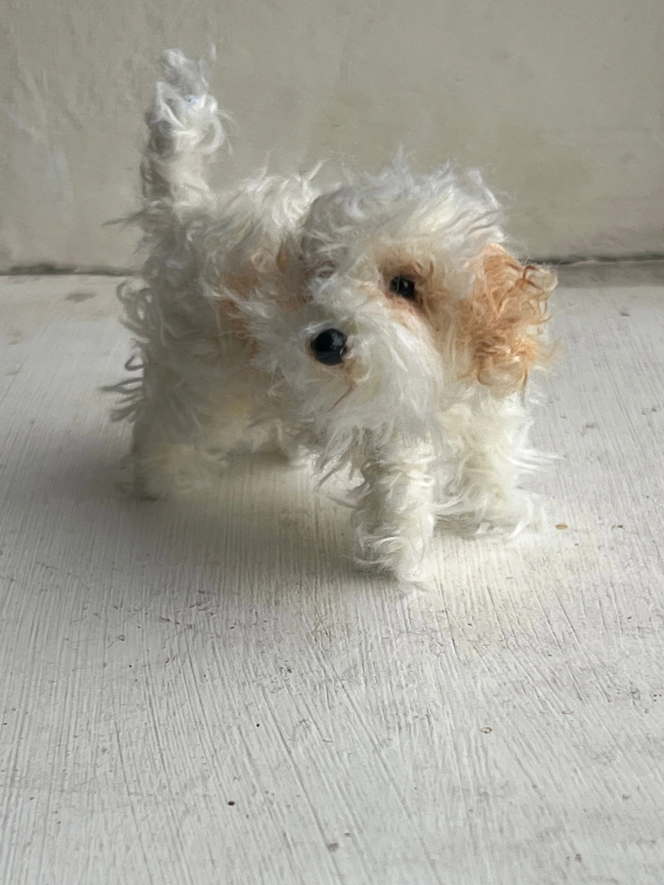 Cavachon decoration/miniature/ornament - Image 6