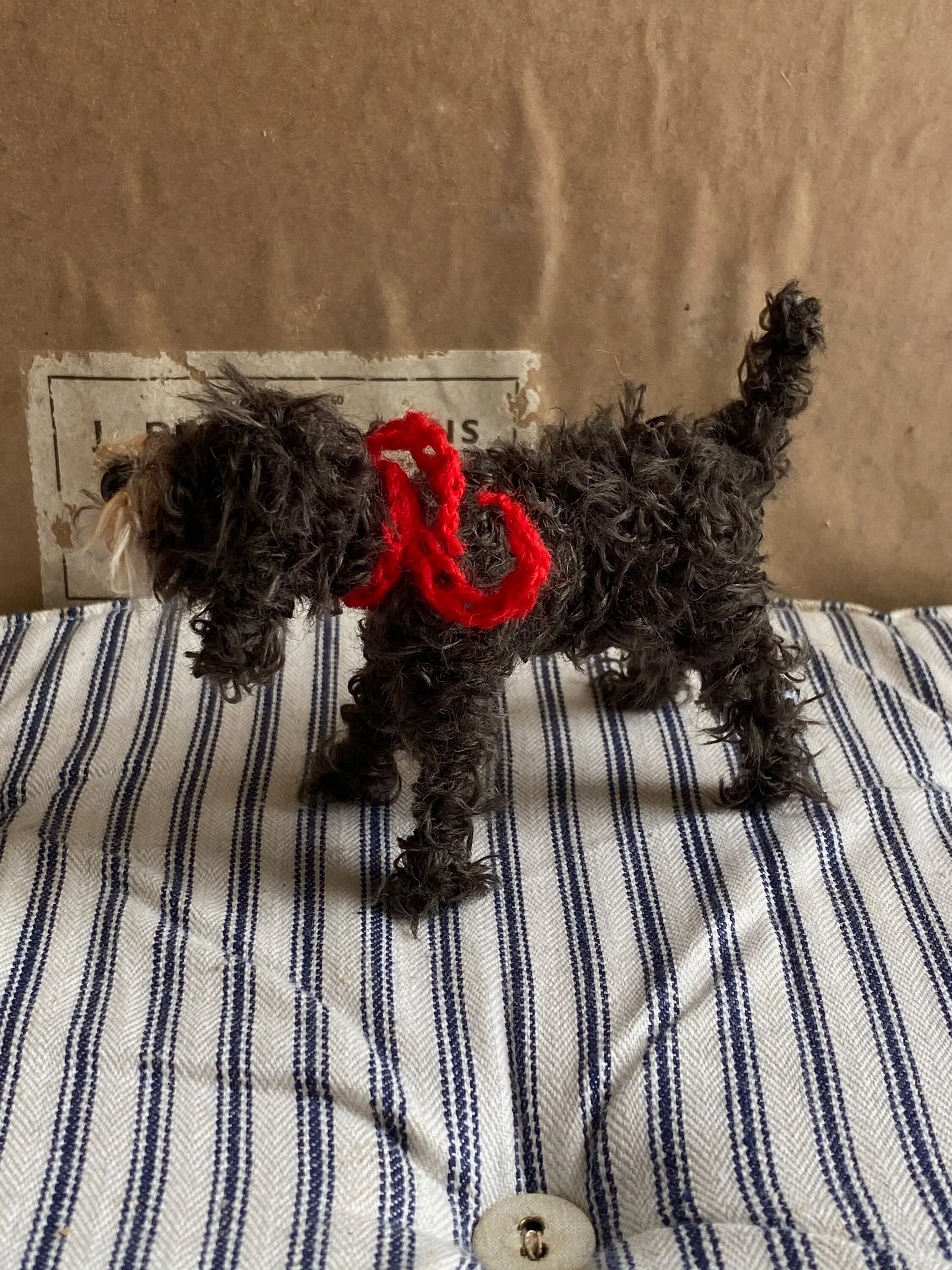 Faded black Labradoodle. - Image 3