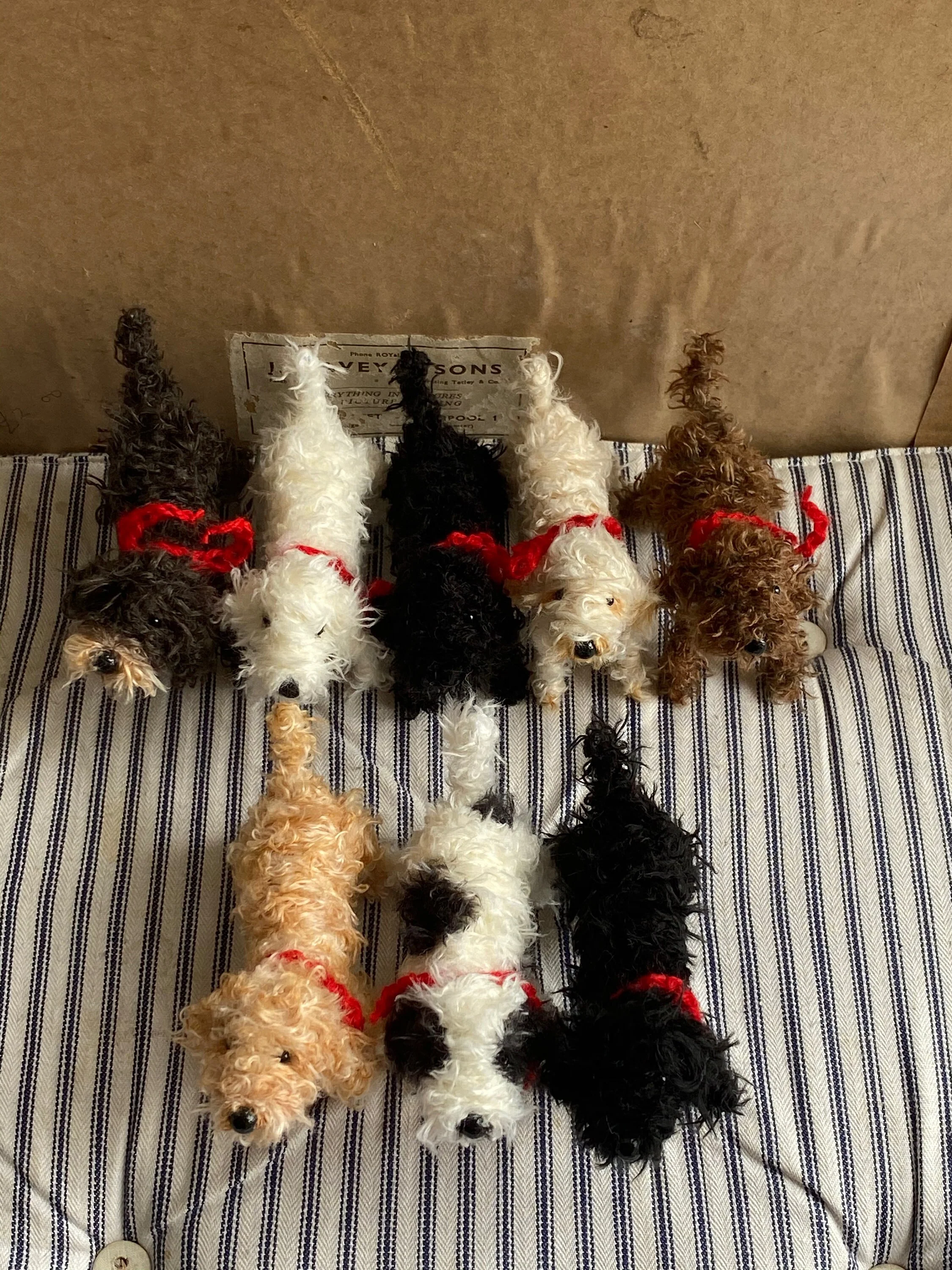 Faded black Labradoodle. - Image 4