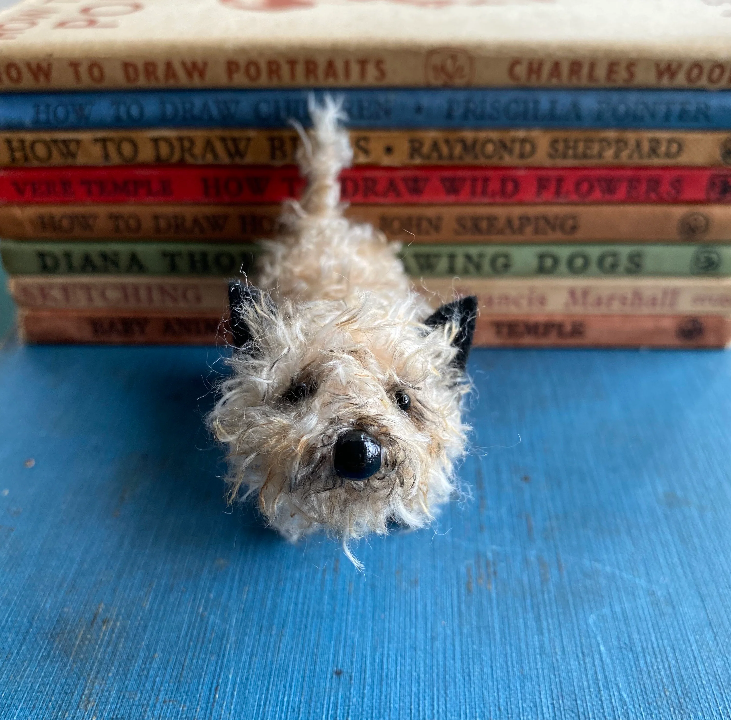 Pale cairn terrier