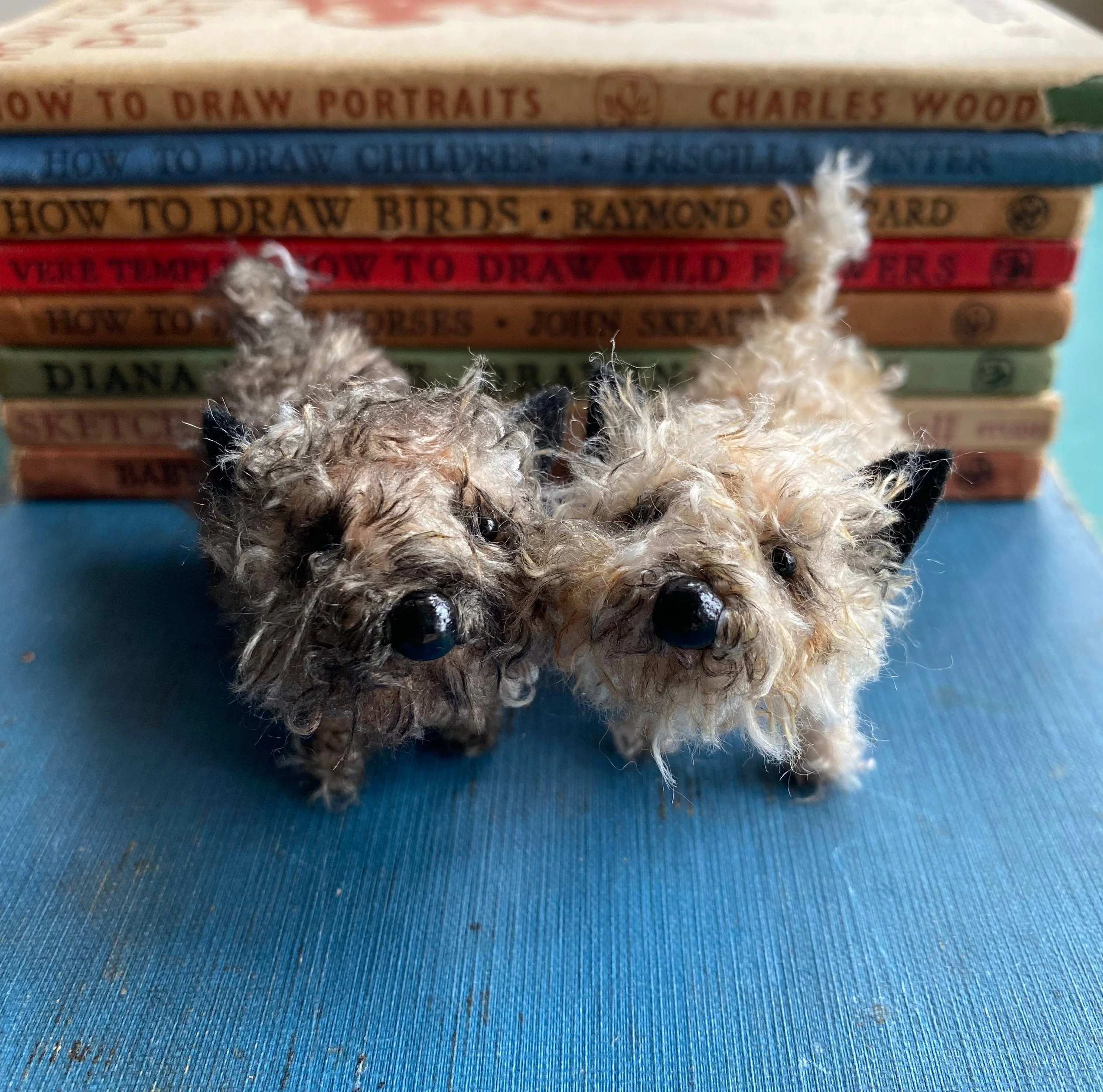Pale cairn terrier - Image 8