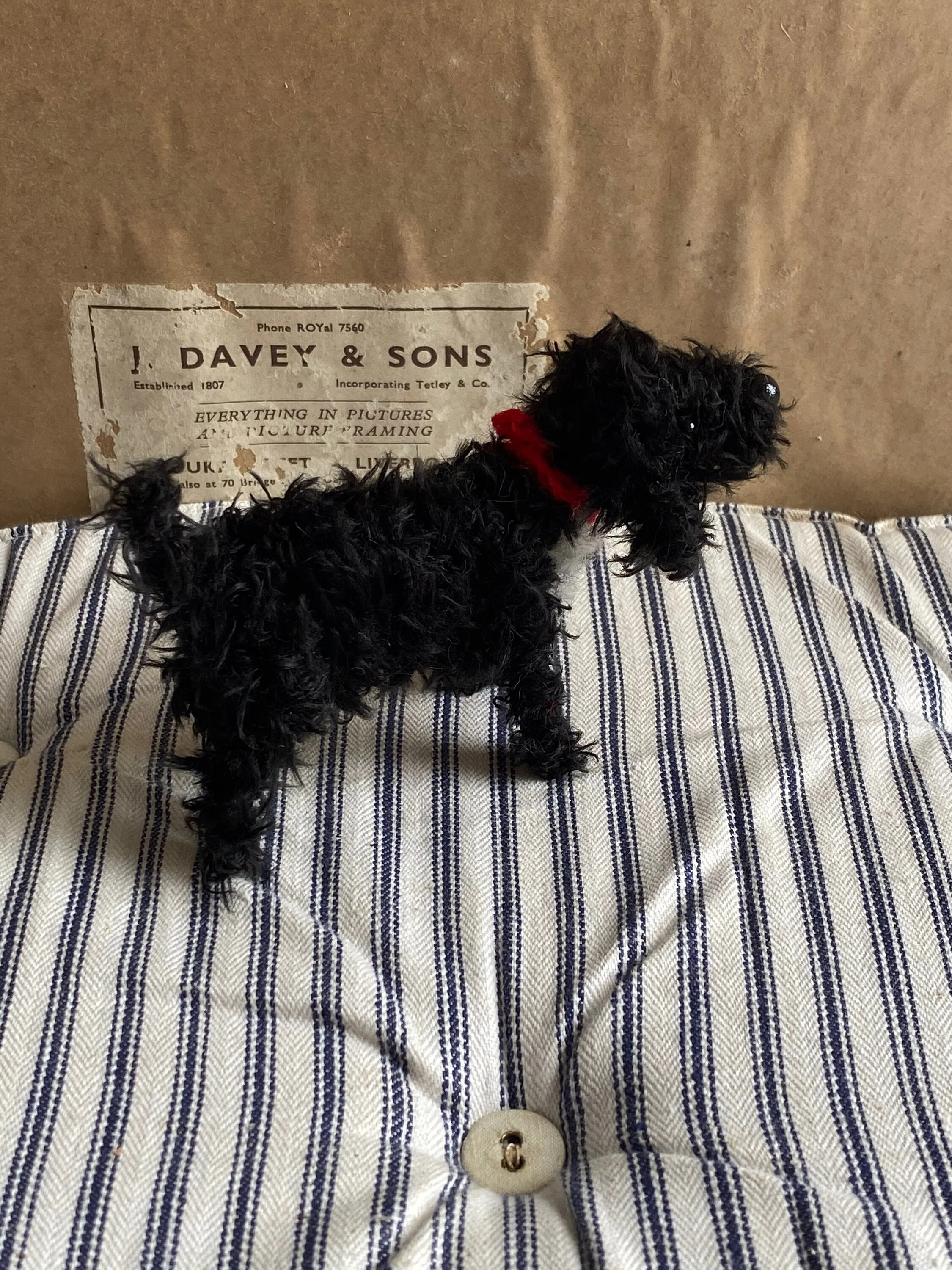 Solid black cockapoo, black labradoodle, black cavapoo. - Image 3
