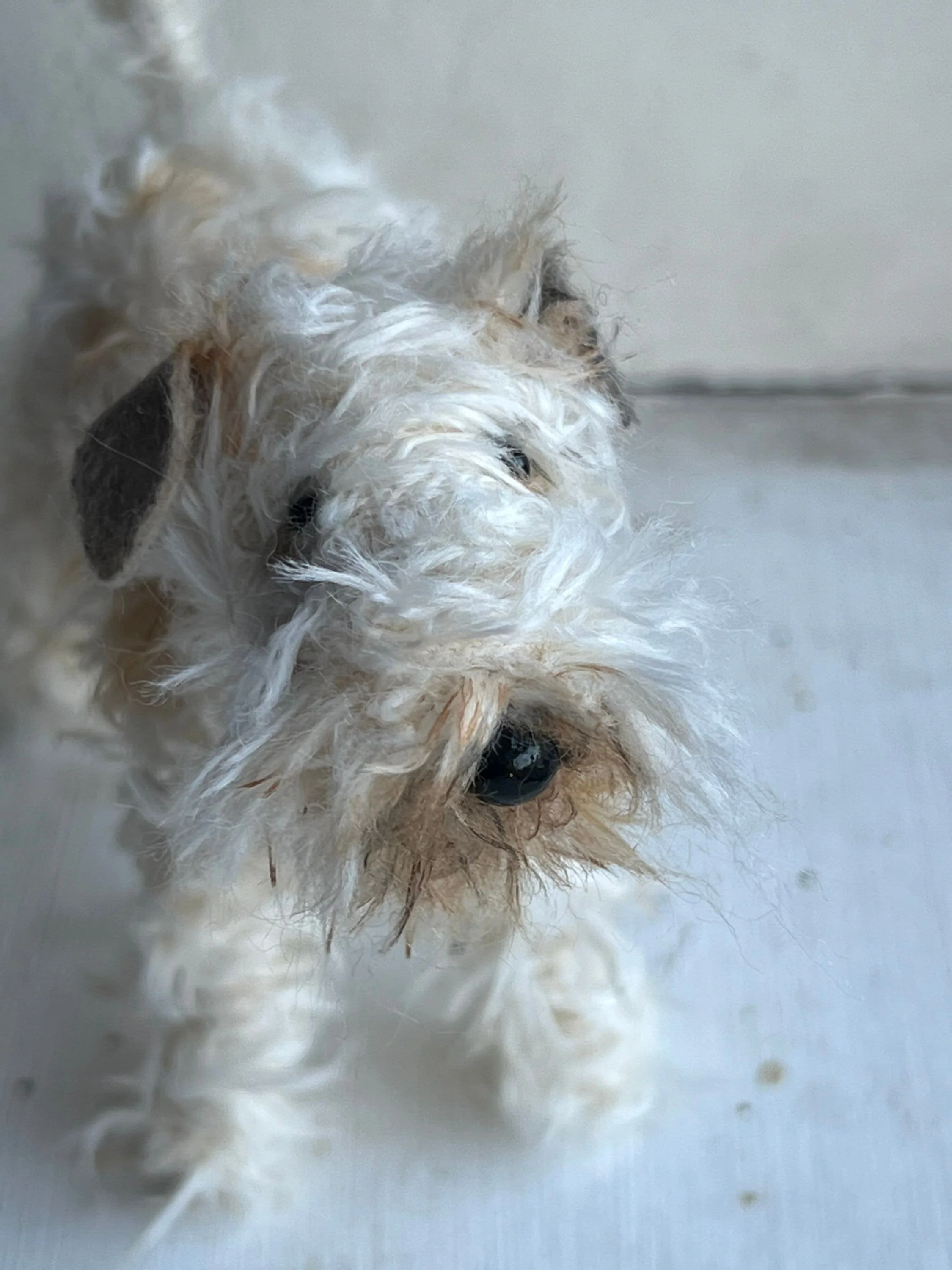 Wheaten Terrier miniature - Image 5