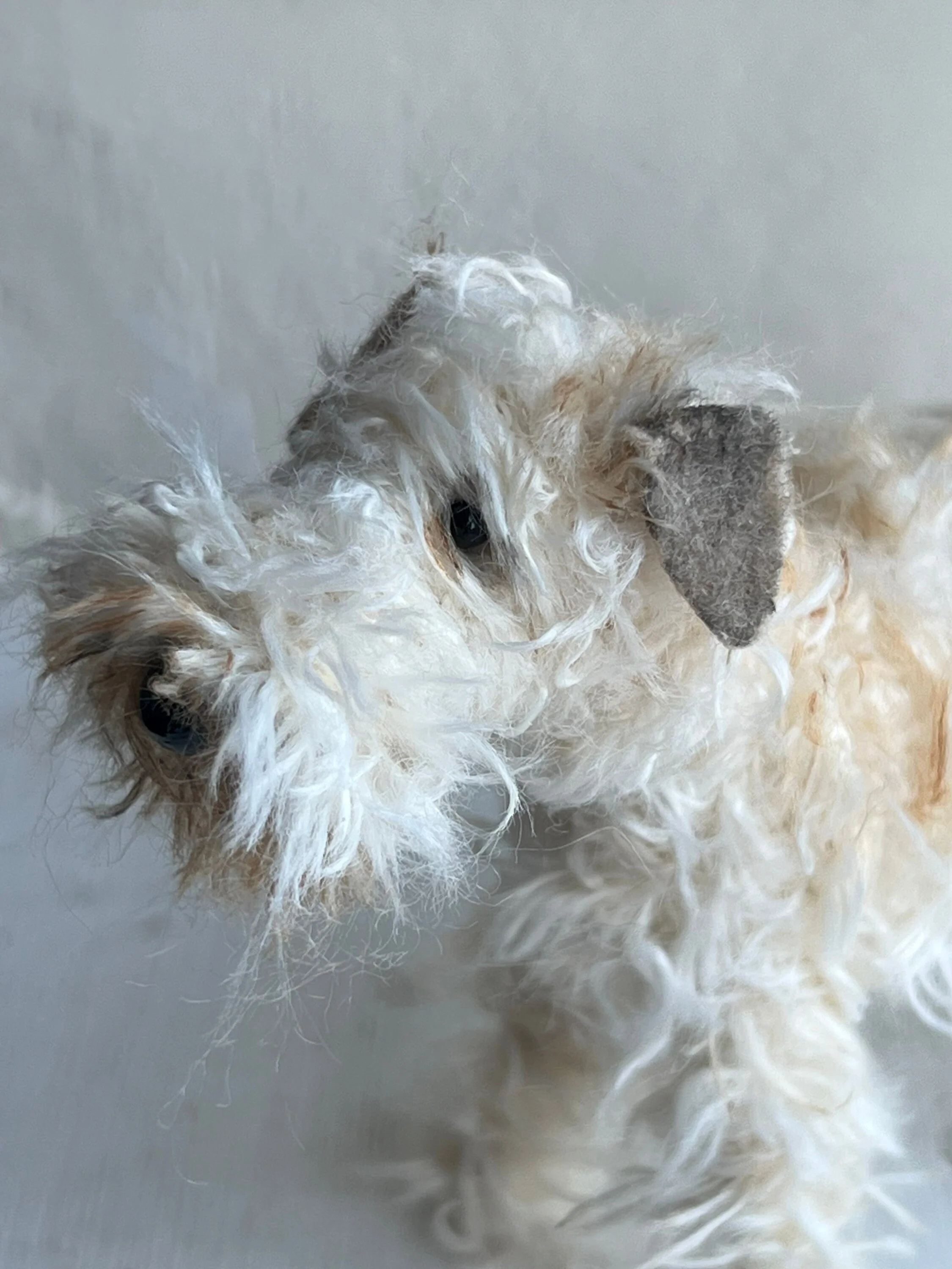 Wheaten Terrier miniature - Image 6