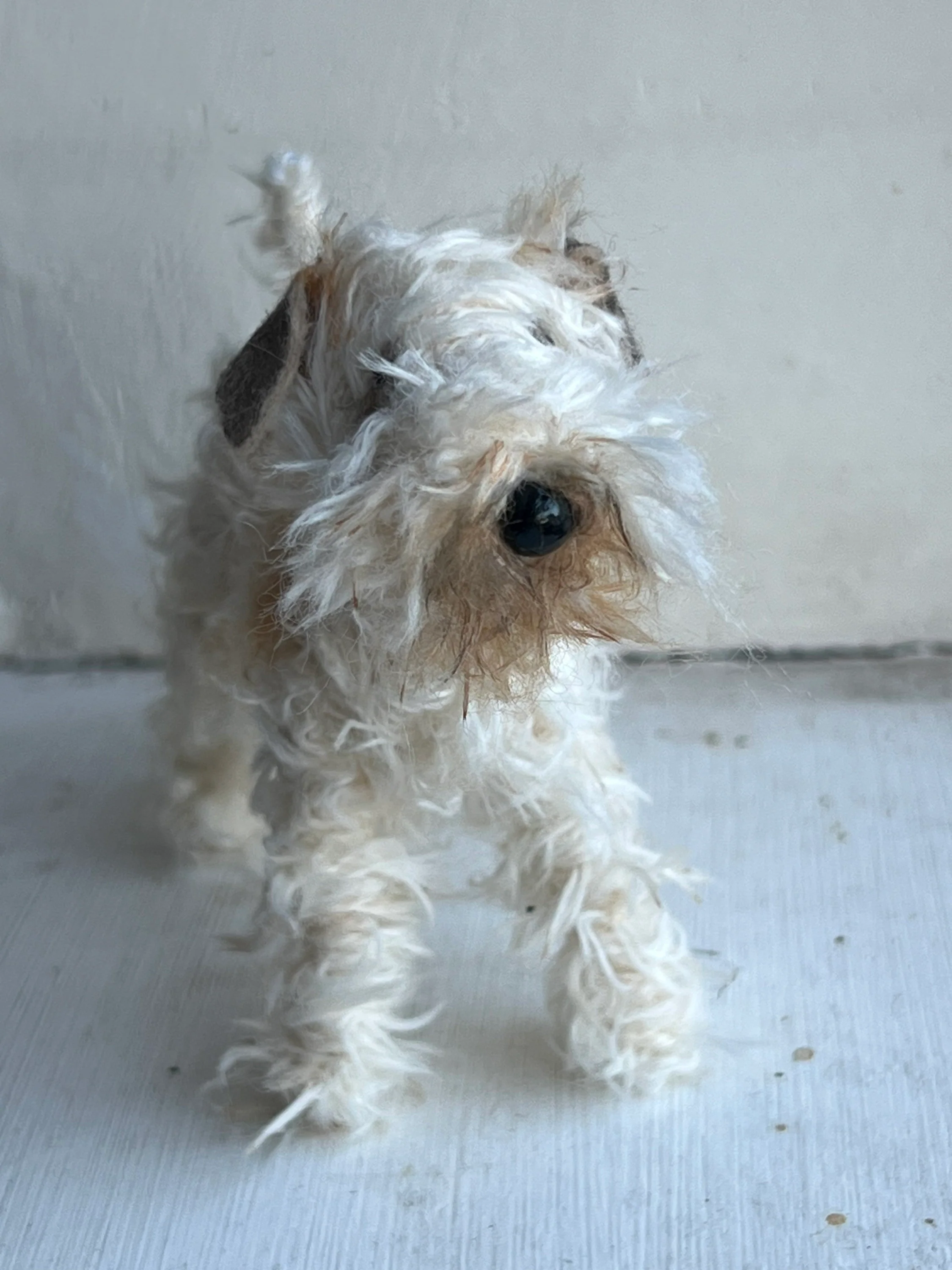 Wheaten Terrier miniature - Image 7