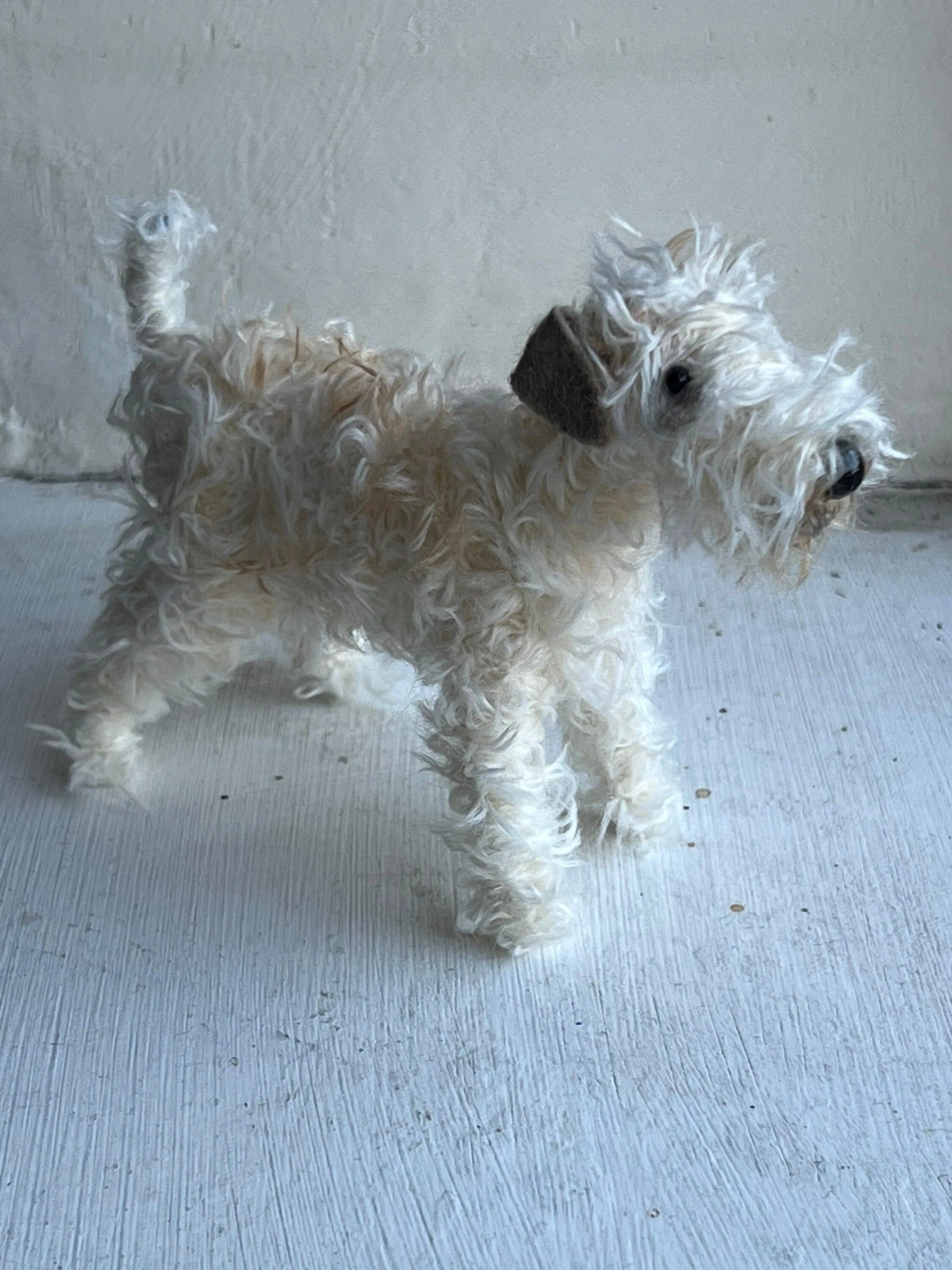 Wheaten Terrier miniature - Image 8
