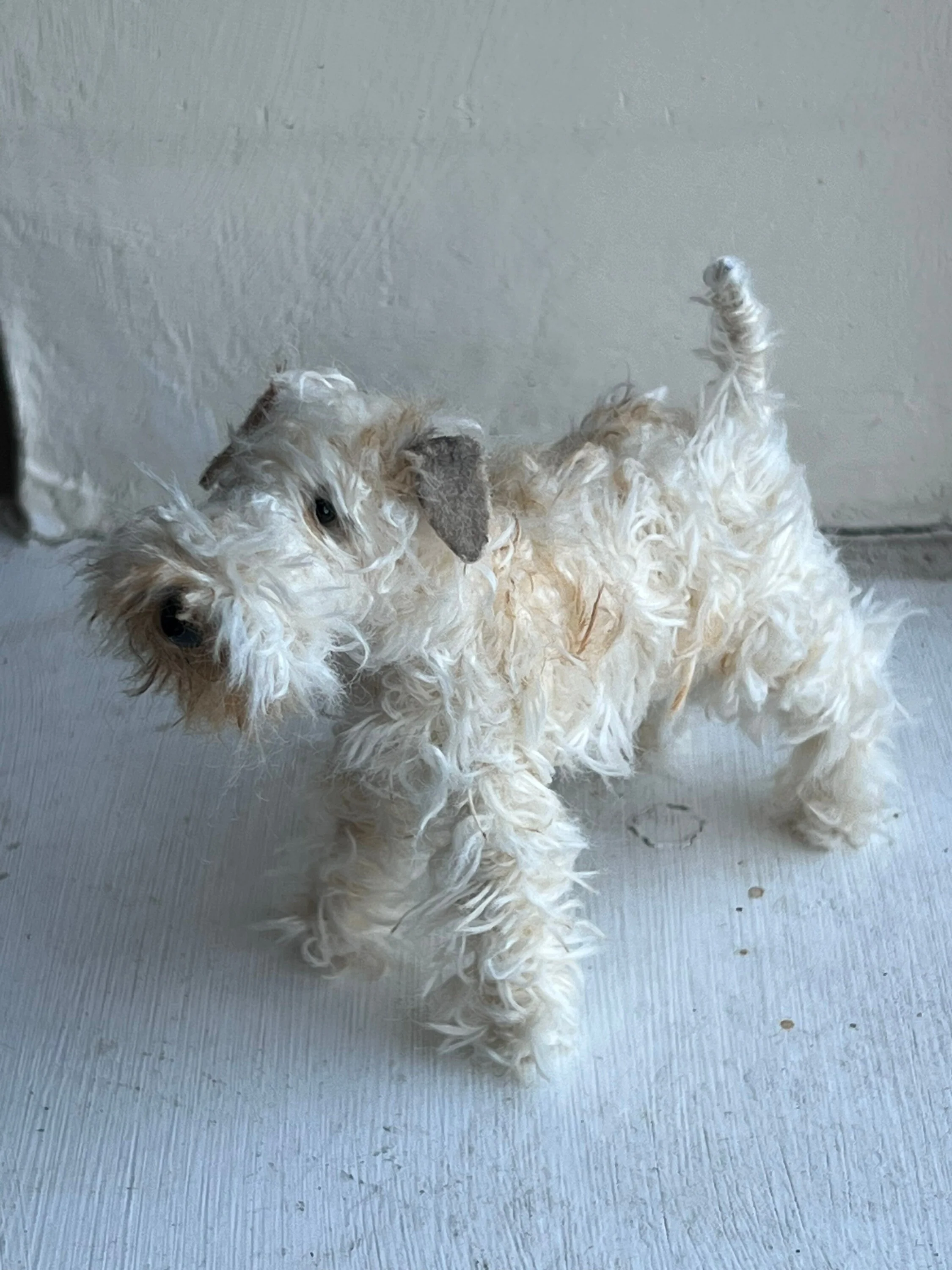 Wheaten Terrier miniature - Image 9