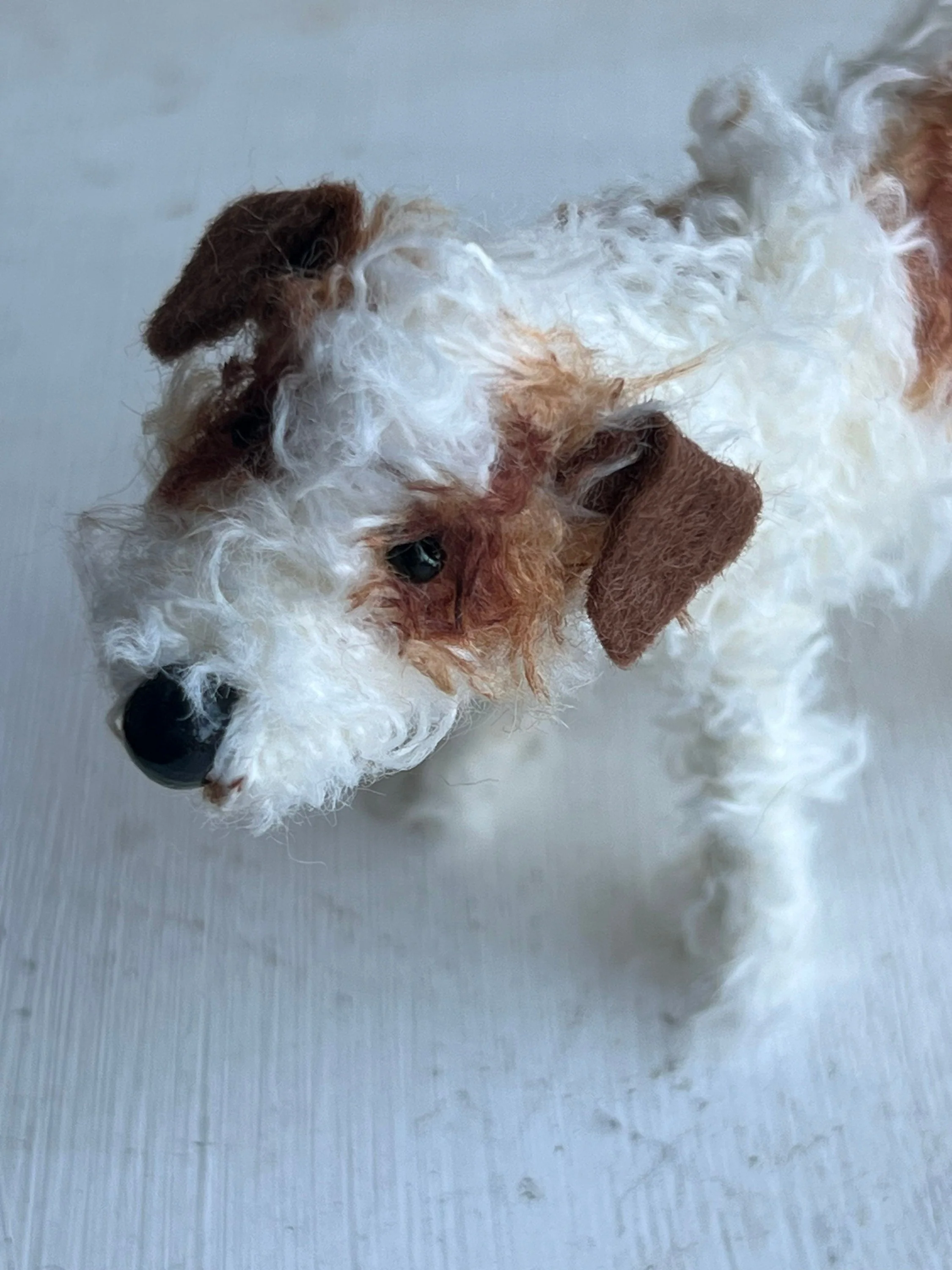 Wire-haired Jack Russell - Image 3