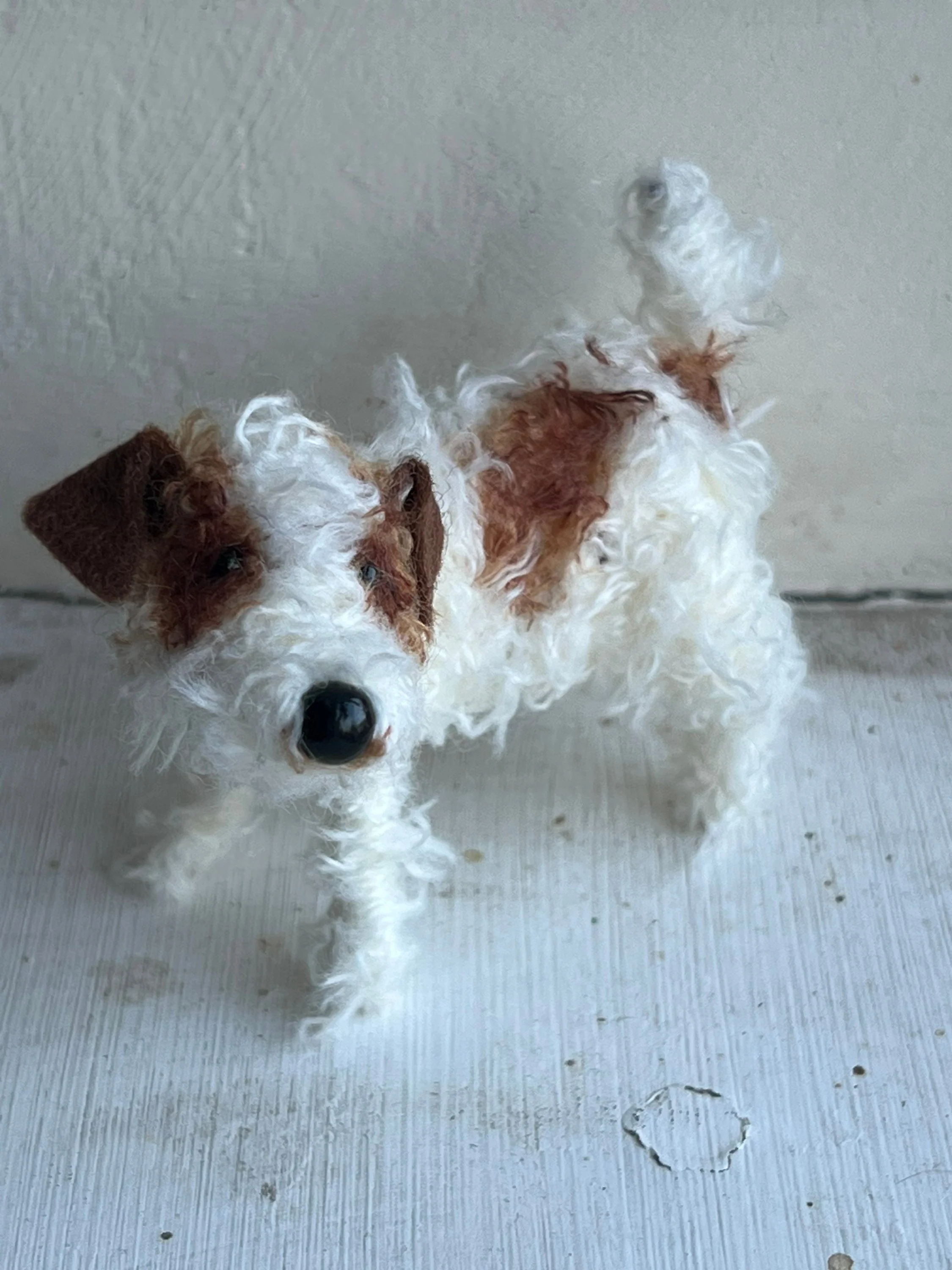 Wire-haired Jack Russell - Image 5