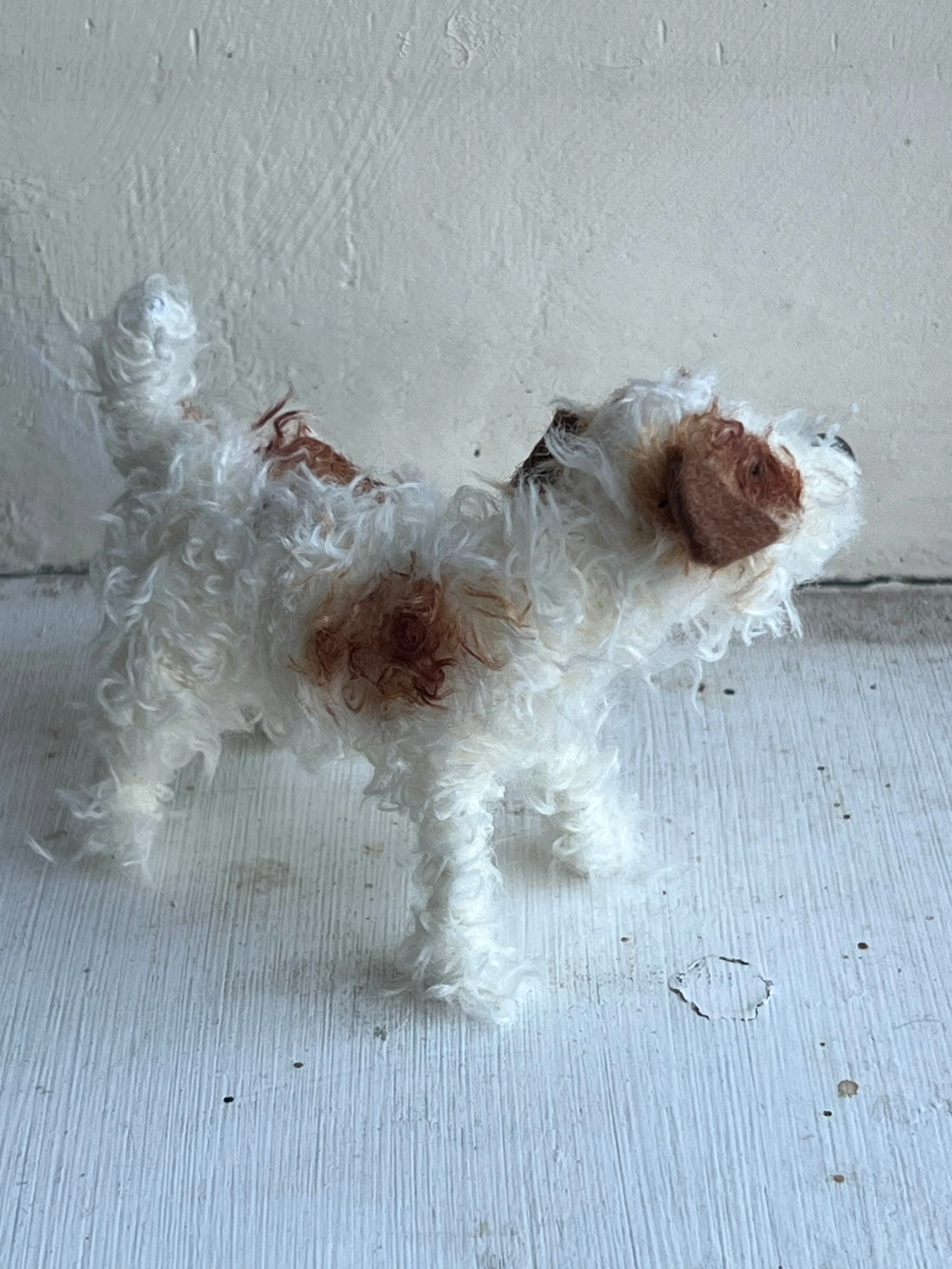 Wire-haired Jack Russell - Image 7