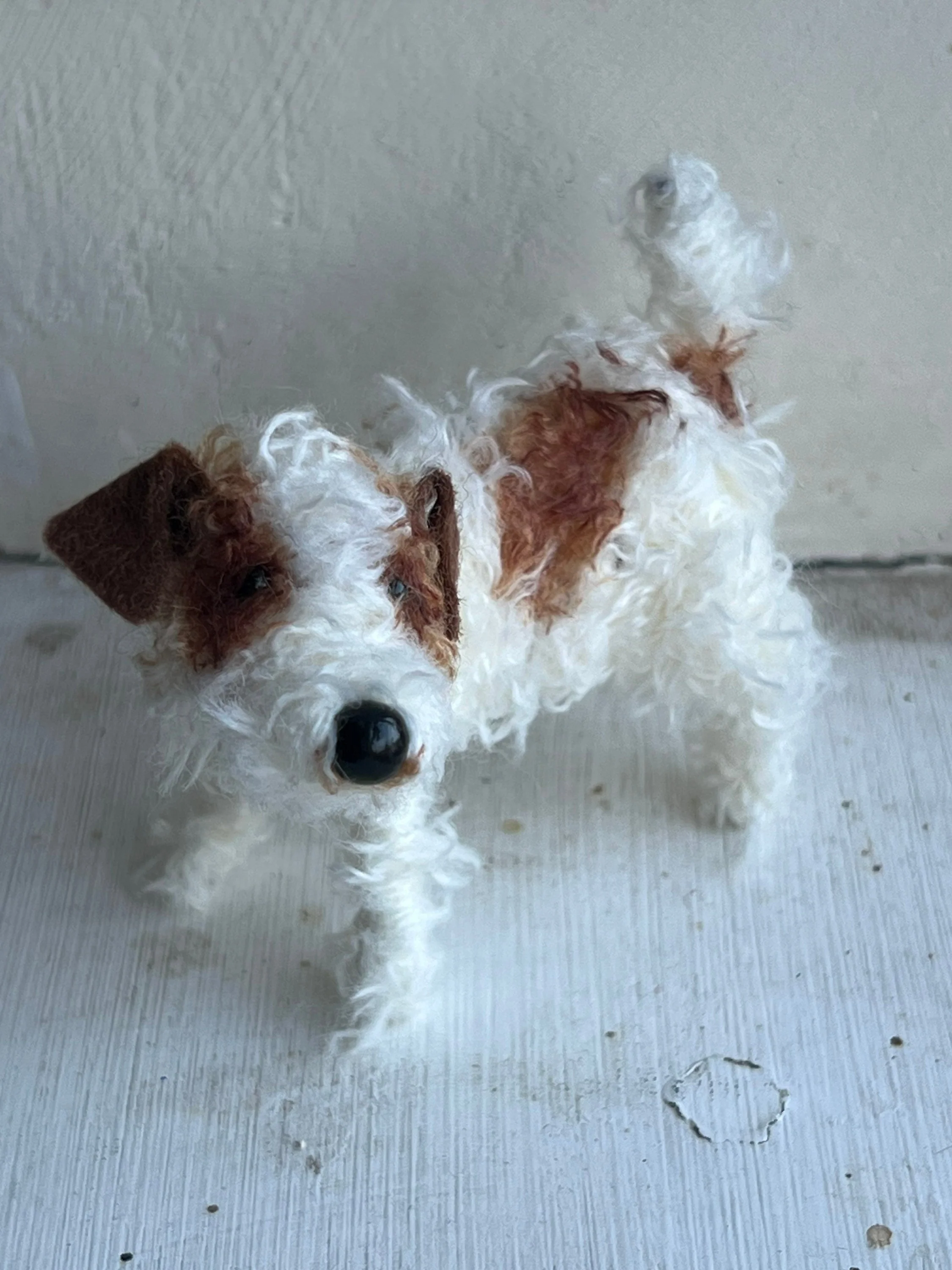 Wire-haired Jack Russell - Image 8